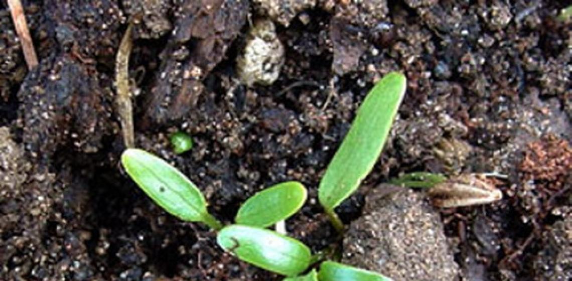 Hviezda alebo astrantia: typy a odrody Výsadba a starostlivosť o rastliny Astrantia