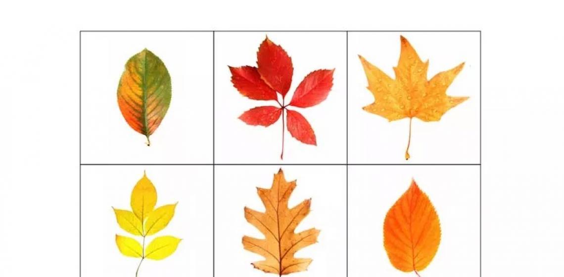 Есенен цвят на листата. Листата на различни дървета през есента